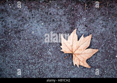 Herbst Blatt auf Bürgersteig Stockfoto