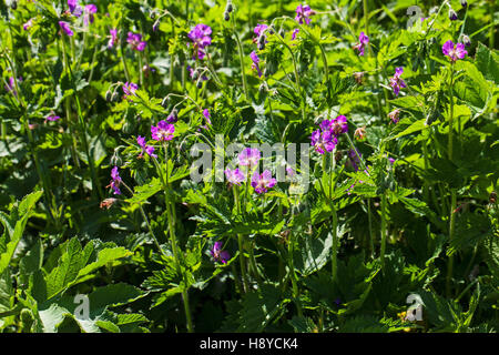 Altrosa Storchschnabel Geranium Phaeum in der Nähe des Col de Vassieux Vercors regionalen Naturpark-Frankreich Stockfoto