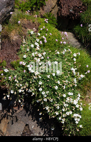 Meer Campion Silene Uniflora auf Bassalt Felsen wachsen, Staffa Insel Inneren Hebriden Argyll und Bute Scotland UK Stockfoto