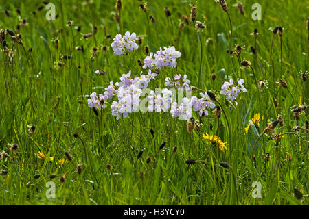 Kuckuck Blume Cardamine Pratensis und Spitzwegerich drückt Plantago Lanceolata in Auen Ringwood Hampshire England UK Stockfoto