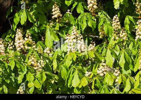 Rosskastanie Aesculus Hippocastanum Ringwood Hampshire England UK Stockfoto