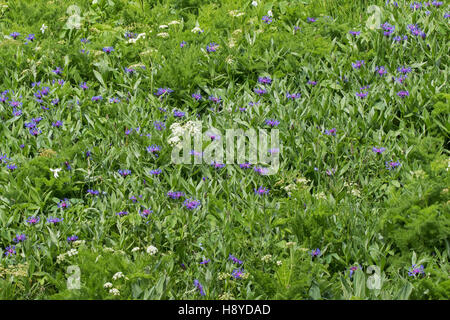 Berg Kornblume Centaurea Montana und Spignel Meum Athamanticum Vallon de Combeau Vercors regionalen natürlichen Parks Vercors Frankreich Juni 2016 Stockfoto