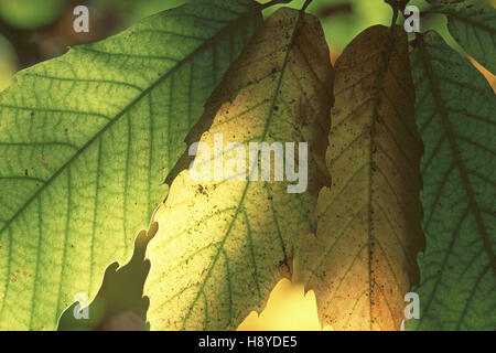 Süsse Kastanie Castanea Sativa Blätter Stockfoto