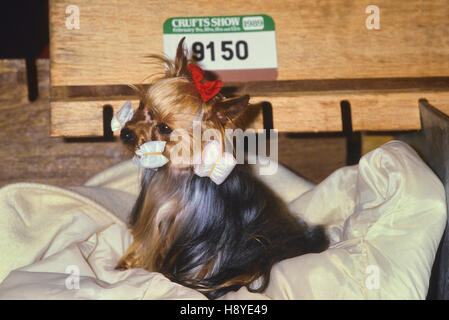 Crufts Dog Show. Earls Court. London. Circa 1989 Stockfoto