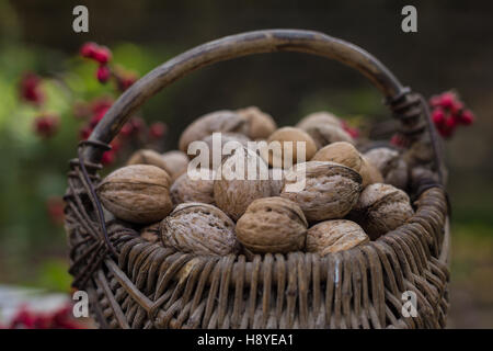 Weidenkörbe mit Walnüssen Stockfoto