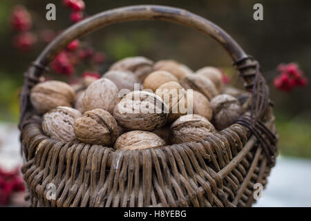 Weidenkörbe mit Walnüssen Stockfoto