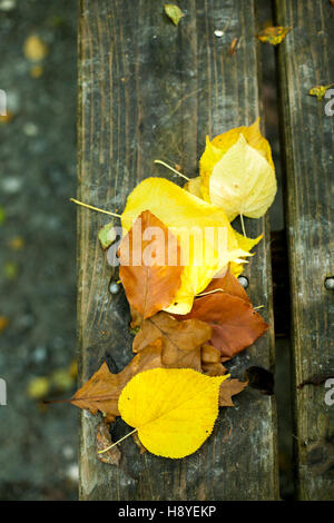 Laub im Herbst auf einer Bank Stockfoto
