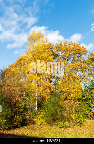 Birke (Betula Pendel) und Stieleiche (Quercus Robur) Bäume in goldenem Laub Herbstfärbung in einem Süd-Ost-England-Garten im Spätherbst Stockfoto