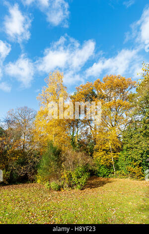 Birke (Betula Pendel) und Stieleiche (Quercus Robur) Bäume in goldenem Laub Herbstfärbung in einem Süd-Ost-England-Garten im Spätherbst Stockfoto