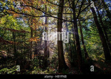 FORET DOMANIAL DE LA SAINTE BAUME VAR FRANKREICH 83 Stockfoto