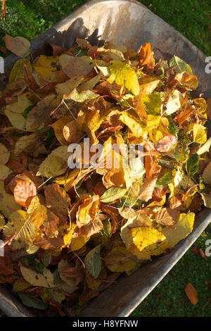 Gefallen goldene Herbstlaub gesammelt in einem Heap in einer vollen Schubkarre UK Stockfoto