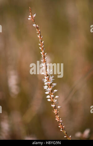 Persicaria amplexicaulis 'Alba' (Bistort) Oudolf Field, Hauser & Wirth, Somerset, Großbritannien, September. Designer Piet Oudolf Stockfoto