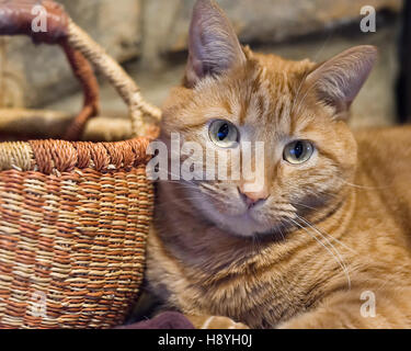 Orange Katze drinnen neben kleinen Korb liegend. Stockfoto