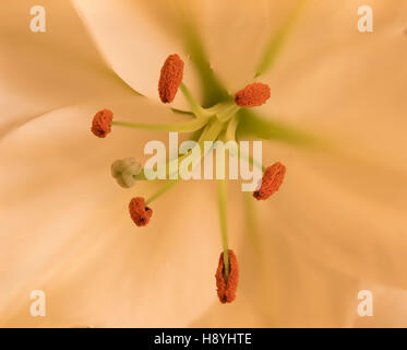 Lily, zeigt die Staubgefäße und Stempel details Stockfoto