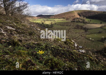 Radnor Lily, Gagea Bohemica auf Gabbro/auswarfen bei Stanner Rocks National Nature Reserve, Powys Stockfoto