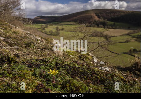 Radnor Lily, Gagea Bohemica auf Gabbro/auswarfen bei Stanner Rocks National Nature Reserve, Powys Stockfoto