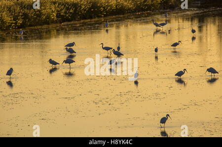 Große weiße Reiher Fütterung bei Sonnenuntergang in überfluteten Reisfeld in Albufera reservieren, Valencia, Spanien Stockfoto