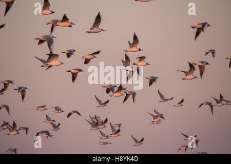 Lachmöwen im Flug am Abend. Ende Winter/Anfang Frühling Gefieder. Stockfoto