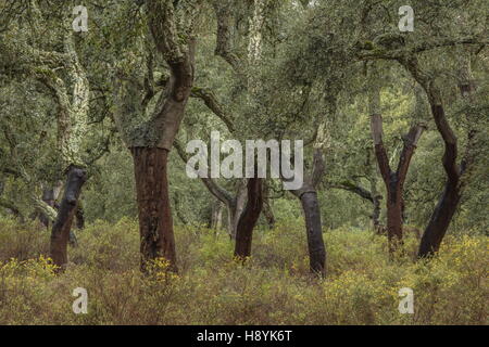 Korkeiche Dehesa, mit kürzlich geernteten Bäume im Frühling. Sierra de Grazalema, Andalusien, Südspanien. Stockfoto