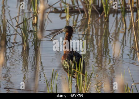 Sichler, Plegadis Falcinellus im Winter, Coto Donana Nationalpark, Spanien. Stockfoto