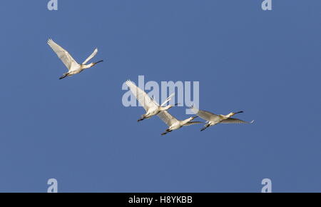 Europäische Löffler, Platalea Leucorodia, während des Fluges, Spätwinter. Coto Donana, Südwest-Spanien. Stockfoto