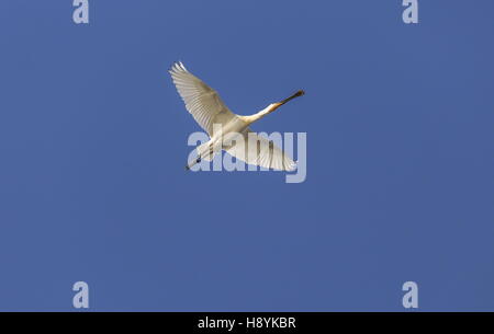 Europäische Löffler, Platalea Leucorodia, während des Fluges, Spätwinter. Coto Donana, Südwest-Spanien. Stockfoto