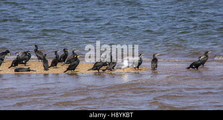 Gruppe von gemeinsamen Kormorane Phalacrocorax Carbo auf Sand Bar (mit gelben Beinen Möwe) in Huelva, Südwest-Spanien. Stockfoto