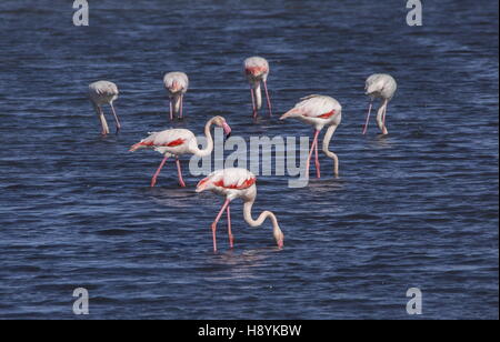 Gruppe von Flamingos, Phoenicopterus Roseus im Spätwinter, Huelva, Spanien. Stockfoto