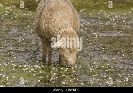 Merino-Schafe grasen und trinken im Pool mit Wasser-Crowfoot auf den grasbewachsenen Ebenen von West La Serena, Extremadura, Spanien. Stockfoto