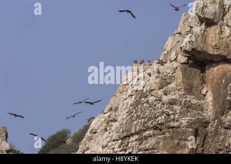 Gänsegeier, während des Fluges im Penafalcon Cliff Monfrague, Extremadura, Spanien. Stockfoto