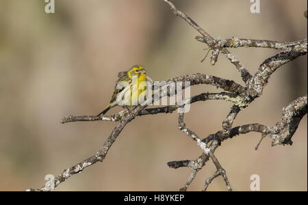 Männliche Serin Serinus Serinus in der Zucht Gefieder thront auf Zweig im zeitigen Frühjahr. Spanien. Stockfoto