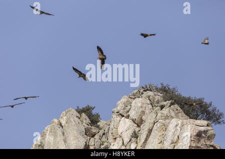 Gänsegeier, während des Fluges im Penafalcon Cliff Monfrague, Extremadura, Spanien. Stockfoto