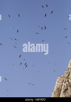 Gänsegeier, während des Fluges im Penafalcon Cliff Monfrague, Extremadura, Spanien. Stockfoto