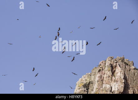 Gänsegeier, während des Fluges im Penafalcon Cliff Monfrague, Extremadura, Spanien. Stockfoto