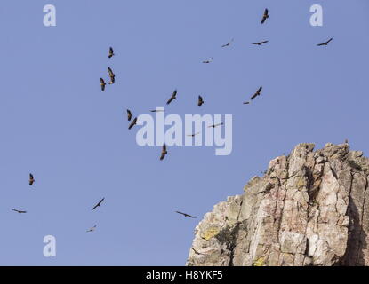 Gänsegeier, während des Fluges im Penafalcon Cliff Monfrague, Extremadura, Spanien. Stockfoto