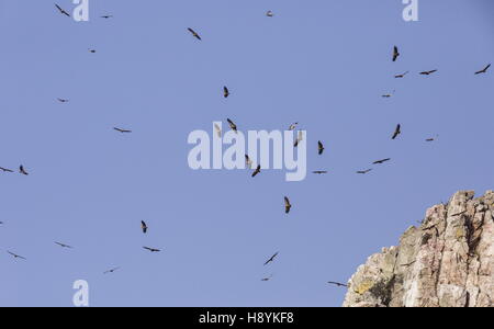 Gänsegeier, während des Fluges im Penafalcon Cliff Monfrague, Extremadura, Spanien. Stockfoto