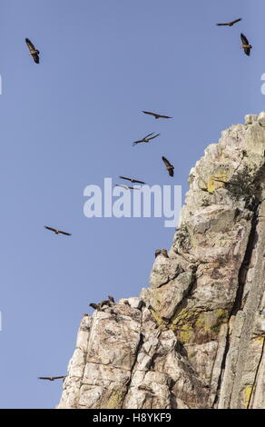 Gänsegeier, während des Fluges im Penafalcon Cliff Monfrague, Extremadura, Spanien. Stockfoto