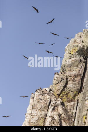 Gänsegeier, während des Fluges im Penafalcon Cliff Monfrague, Extremadura, Spanien. Stockfoto