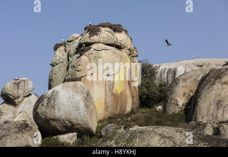 Weißstorch brütet auf Granitfelsen am West Los Barruecos Naturdenkmal, Extremadura, Spanien. Stockfoto