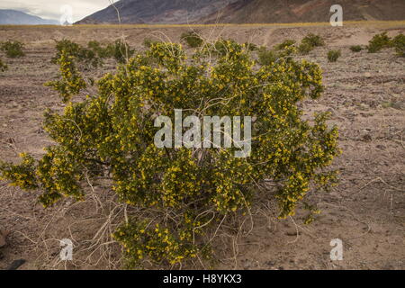 Kreosotbusch, Larrea Tridentata, blühen im Death Valley in Kalifornien. Stockfoto