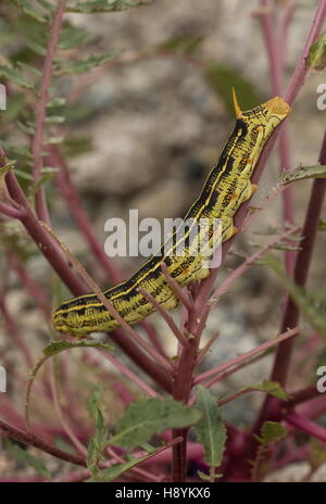 Weiß gesäumten Sphinx stark Lineata Raupe, ernähren sich von Nachtkerzenöl, Kalifornische Wüste. Stockfoto