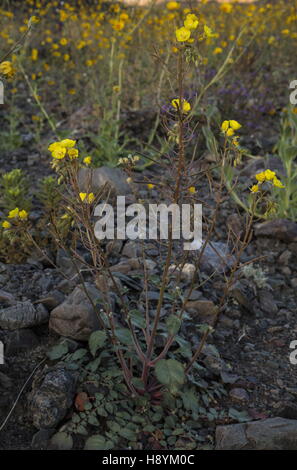 Gelbe Tassen oder golden Suncup, Chylismia Brevipes in Blüte im Death Valley in Kalifornien. Stockfoto