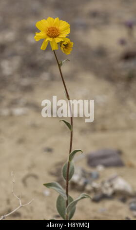 Wüste Sonnenblumen- oder Wüste gold, Geraea Canescens, in Blüte massenhaft im Death Valley, März 2016. Kalifornien. Stockfoto