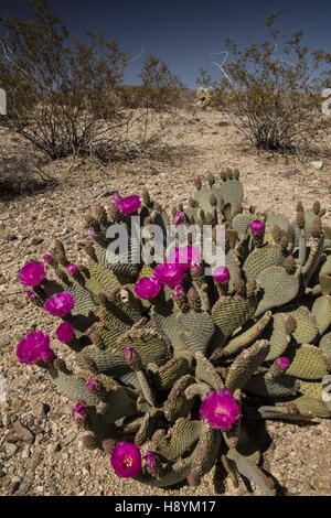Beavertail Kaktus, Opuntia Basilaris in Blüte in der kalifornischen Wüste. Stockfoto