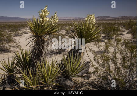 Mojave Yucca oder spanischer Dolch, Yucca Schidigera, in Blüte, Joshua Tree National Park, Kalifornien. Stockfoto