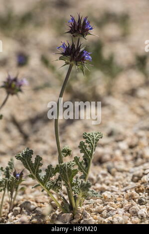 Chia, Salvia Columbariae, blüht in der kalifornischen Wüste. Stockfoto