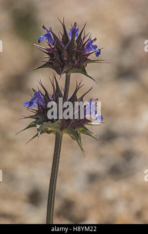 Chia, Salvia Columbariae, blüht in der kalifornischen Wüste. Stockfoto