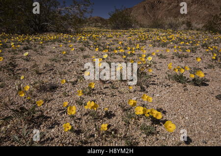 Blatt der Pfarrei Mohn, Eschscholzia Parishii, blühen im zeitigen Frühjahr, Joshua Tree National Park, Kalifornien. Stockfoto