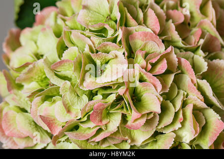 Grüne Hortensie blühenden, florale Natur Hintergrund, outdoor, banner Stockfoto