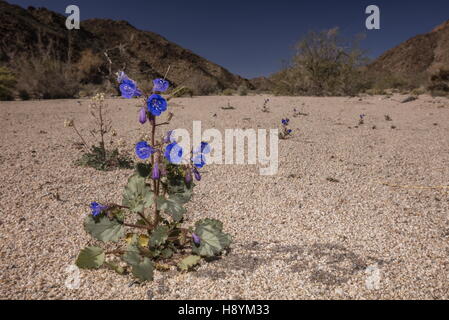 Wüste Canterbury Bells, Phacelia Campanularia in Blüte auf kiesigen Wüste waschen, Joshua Tree National Park, Kalifornien. Stockfoto